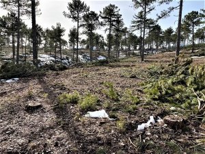 Kütahya’da Ormanlara Silvikültürel Müdahaleler