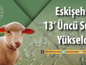 Eskişehir’de Küçükbaş Hayvan Sayısı Arttı