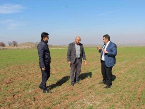 Yağışlar Çiftçiyi Umutlandırdı, Hububat Fiyatlarında Düşüş Bekleniyor