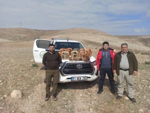 Şanlıurfa’da Kaçak Avlanan 7 Kişiye İşlem Yapıldı