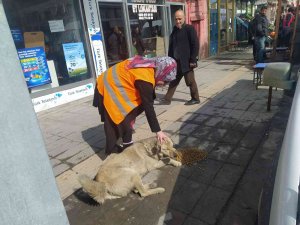 Özalp İlçesinde Sokak Hayvanları İçin Beslenme Etkinliği