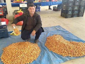 Tohumluk Kuru Soğanın Kilogram Fiyatını 5 Tl’ye Düştü