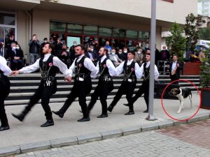 Kemençe Sesini Duyan Köpek Horon Ekibinin Peşine Takıldı