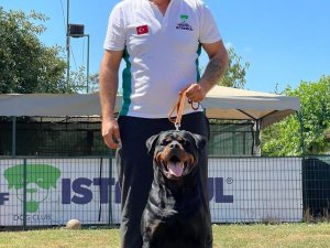 Hause Of İ̇stanbul’da Köpekler Sosyal Yaşama Alıştırılıyor