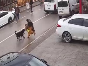 Köpek Üzerine Doğru Koşunca Kucağındaki Çocuğu Düşürdü