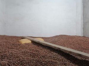 Giresun’da Fındık Fiyatı Düştü