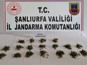 Arpa Tarlasında 953 Kök Hint Keneviri Ele Geçirildi