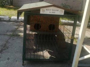 Hırsızlar Bunu Da Yaptı