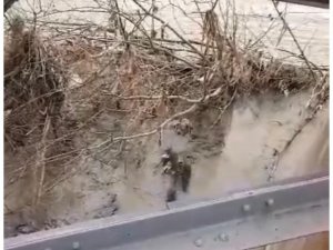 Nesli Tükenme Tehlikesi Yaşayan Su Samurları Nehirde Görüntülendi