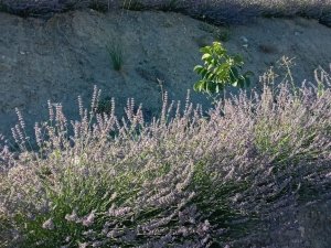 Lavanta Üretimi Çiftçinin Alternatif Geliri Oldu