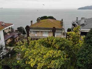 Adalar’ın Endemik Bitkisi Mimozaları Korumak İçin Yeni Adım