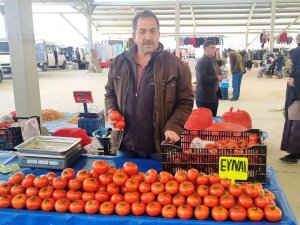 Domatesin Fiyatı Yarı Yarıya Düştü