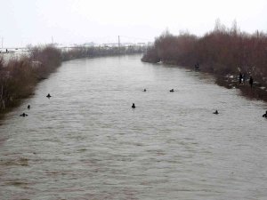 Karasu Nehri’nde Kaybolan Yağmur İçin Murat Nehri’ne De Ağ Çekildi