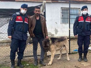 Pes Dedirten Hırsızlık Olayı: Tanınmaması İçin Çaldığı Köpeği Siyaha Boyadı
