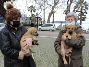 Balıkesir Büyükşehir Belediyesine Ait Vetbüs Erdek’ E Geldi
