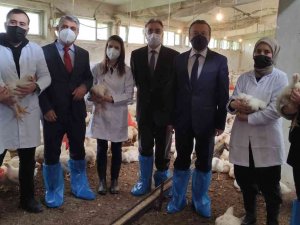 Üniversiteli Köy Tavukları