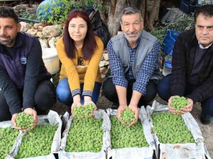 Turfanda Çağla Hasadı Yapıldı, Kilosu 500 Tl’den Satıldı