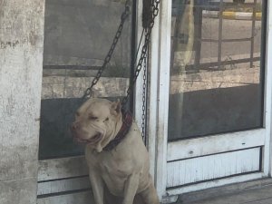 Tehlikeli Köpek Sahiplerine 149 Bin 820 Lira Ceza