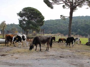 Onlar Sadece Süt Veren İnek Değil, Aynı Zamanda Ormanları Yangınlardan Koruyan Görevliler