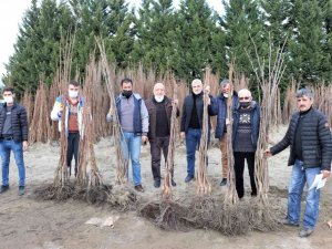 Yüzde 50 Hibeli Fidan Dağıtımı Cuma Günü Sona Erecek