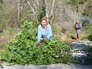 Antalya’da Defne Yaprağı Orman Köylüsünün Geçim Kaynağı Oldu