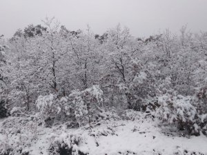 Karaçam’da Uzayan Kış Çiftçiyi Memnun Etti