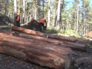 Devrilen Ağaçlar Ekonomiye Kazandırılıyor