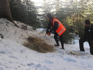 Kastamonu’da Yaban Hayvanları İçin Doğaya Yem Bırakıldı