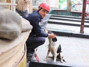 Çatıda Kalan Köpeği İtfaiye Kurtardı