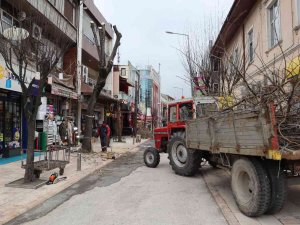 Çürüyen Ağaçlar Yerine Yenileri Dikilecek