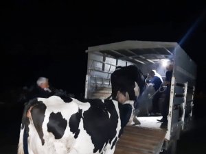 Hayvan Hırsızları Kuyucak Polisinden Kaçamadı
