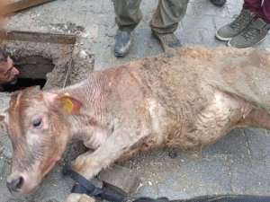 Hatay’da Kaçan İnek Kanalizasyona Sıkışmış Halde Bulundu