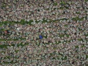 Bu Yıl Bu Sebze Eken Üreticinin Yüzü Güldü