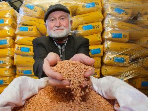 2 Bin Çiftçiye Yem Bitkisi Tohumu Ve Gübre Desteği