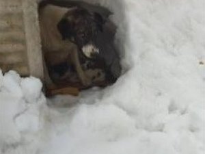 Yavru Köpekler Ölüme Terk Edildi