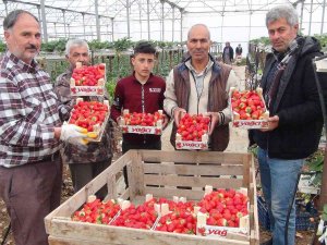Çilek Üreticisi Rusya Ve Ukrayna Savaşından Endişeli