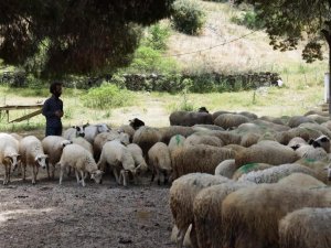 Köşk’te Koyun Ve Keçi Desteklemeleri Askıya Çıktı
