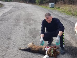Aracın Çarptığı Köpeğe Devriye Gezen Trafik Ekipleri Sahip Çıktı