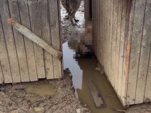 Bolu’da Köpekler Hayvan Barınağında Ölüme Terkedildi