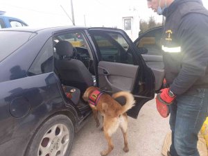 Hırsızlıktan Suçundan Aranan Şahıs Uyuşturucu İle Yakalandı