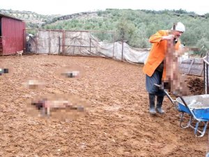 Mersin’de Köpekler Ağıldaki Kuzu Ve Tavukları Telef Etti