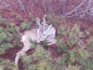 Yaralı Karaca Tedavi Altına Alındı