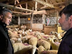 İ̇l Müdürü Yoldaş Hayvan İşletmelerini Ziyaret Etti