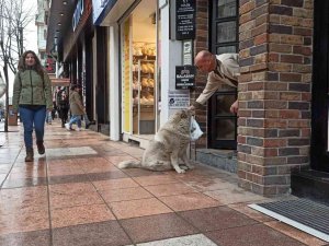 Eskişehir’in Sevimli, Tembel Ve Tombul Köpekleri