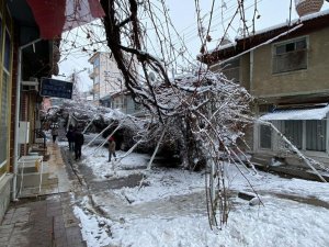 Kar Nedeniyle Direkleri Çöken Asma Ağacını Kökünden Kestiler