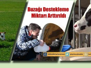 Buzağı Destekleme Miktarı Arttırıldı