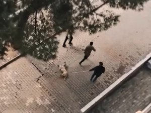 Ahmetli Belediyesi Personelinden Sokak Köpeğine İşkence