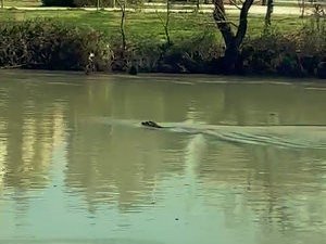 Akdeniz Foku, Manavgat Irmağı’nı Mesken Tuttu