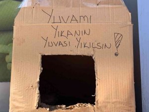 Kedi Yuvasını Tekrar Yıkmasınlar Diye Bu Çözümü Buldular