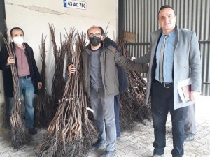Simav’da Çiftçilere 4 Bin 800 Adet Ceviz Fidanı Dağıtıldı
